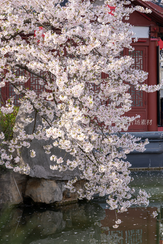 武汉东湖樱花园白色樱花盛开