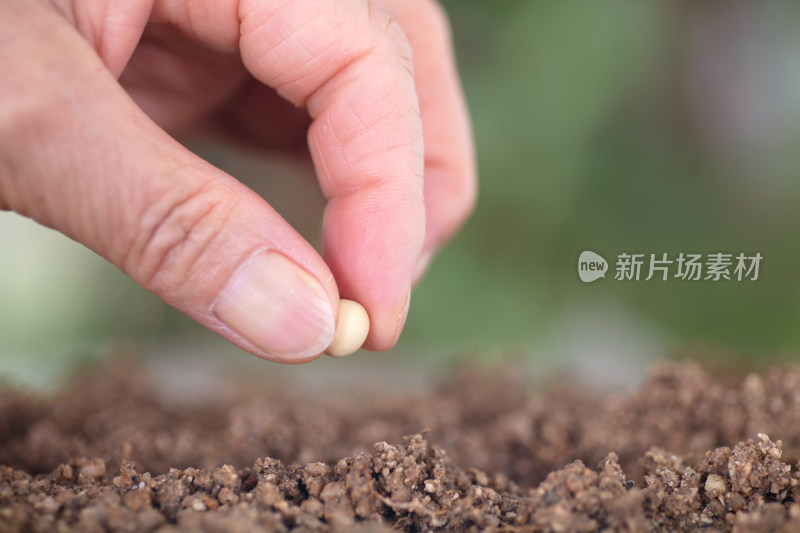 手拿一粒黄豆种在土壤里特写