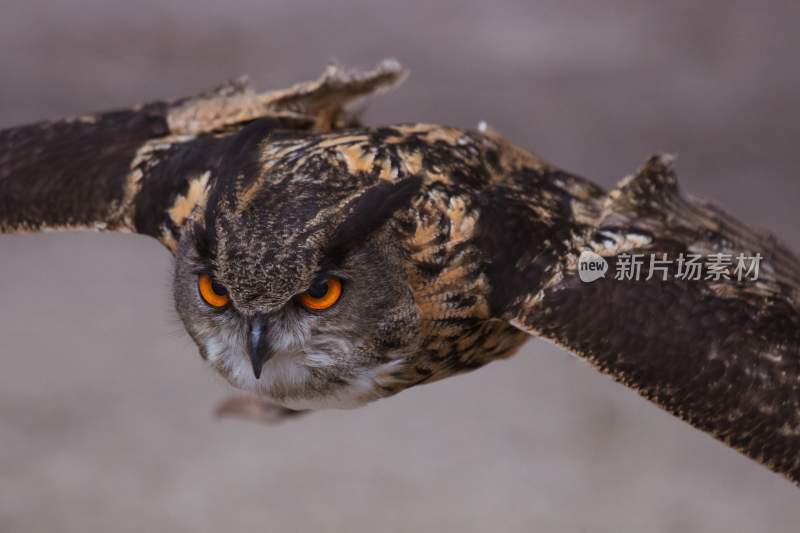 野生动物猫头鹰