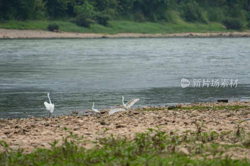 河边白鹭在石滩活动场景