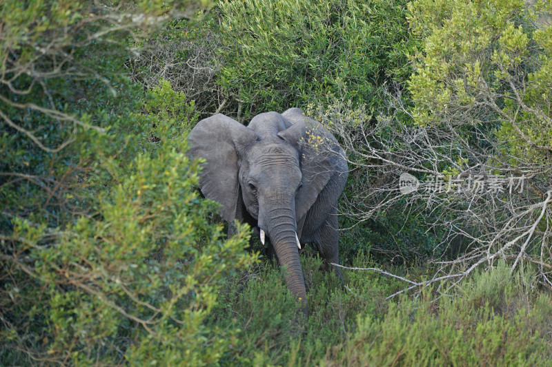 南非，KWANTU私人保护区，safari，野生小象