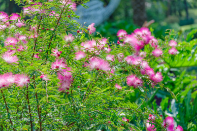 广州麓湖公园麓湖花园美蕊花