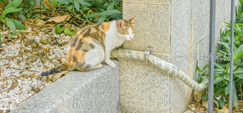 流浪三花猫