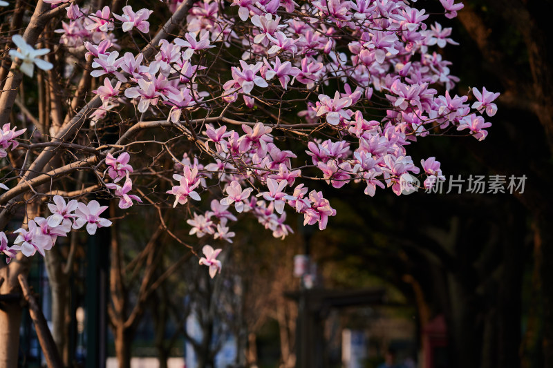 春天的玉兰花