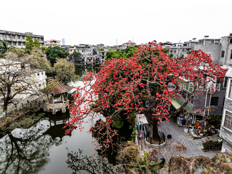 中国广东省广州市海珠区黄埔村木棉花