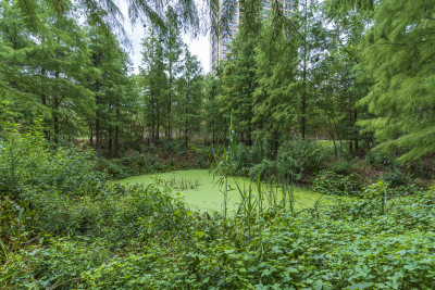 武汉江夏区藏龙岛国家湿地公园风景