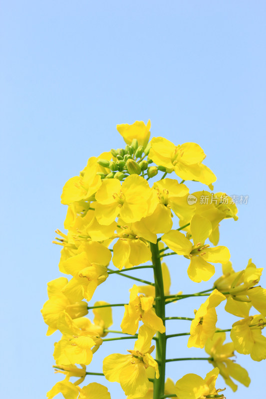 金灿灿的油菜花特写