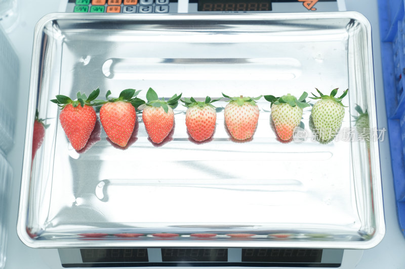 草莓从青涩到成熟的变化过程展示