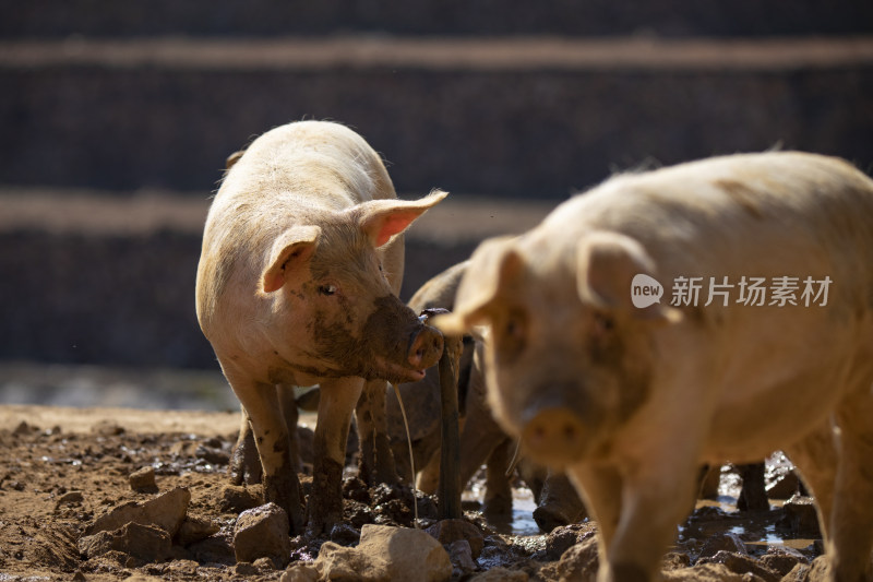 江南高山有机生态猪养殖