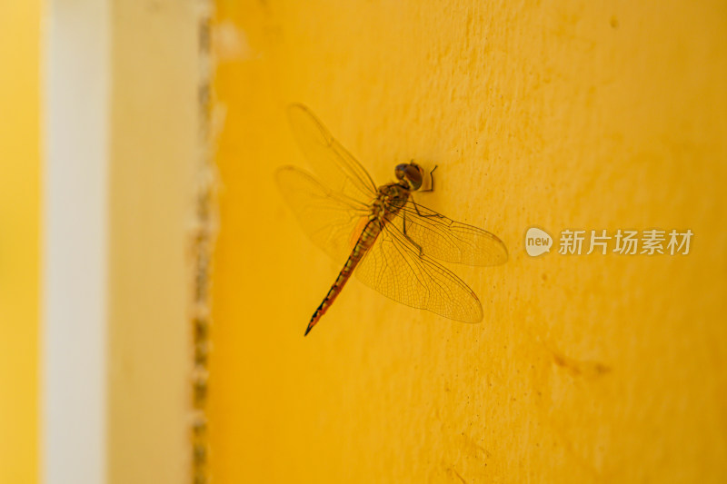 蜻蜓在黄色的墙壁上休息