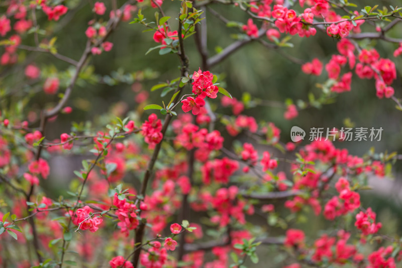 春天唯美红色海棠