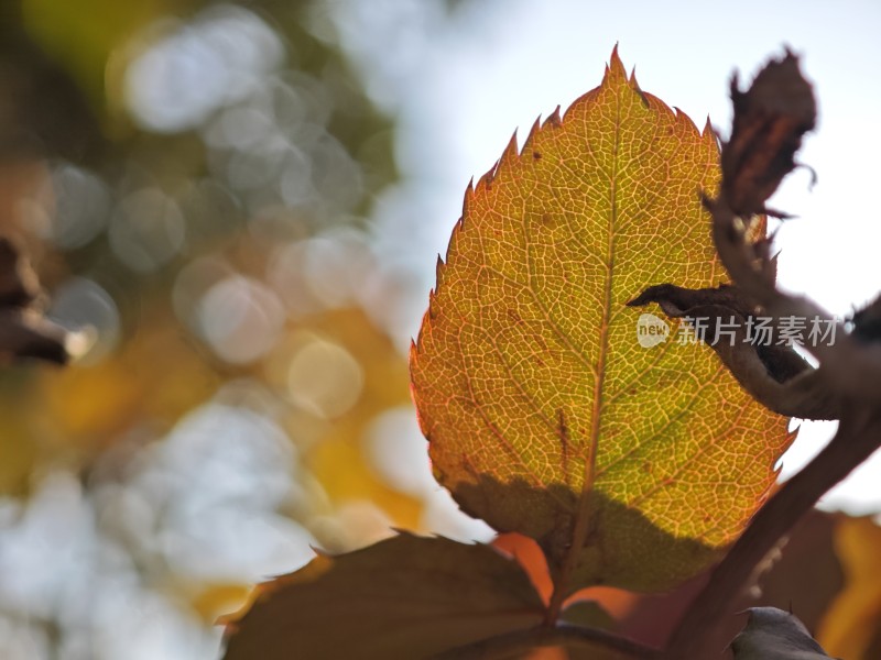 阳光下叶脉清晰的绿叶特写