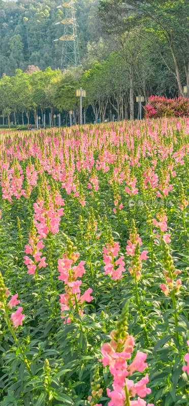 佛山市顺峰山公园盛开的金鱼草花海