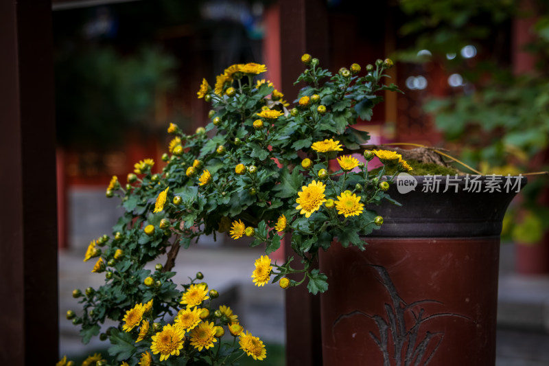 菊花展黄色菊花秋菊盆景特写