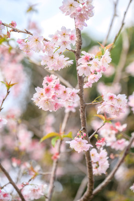 樱花特写拍摄