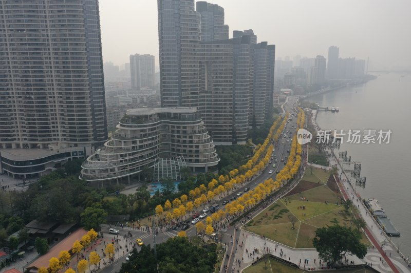 广州黄花风铃盛开市政绿化洲头咀公园航拍