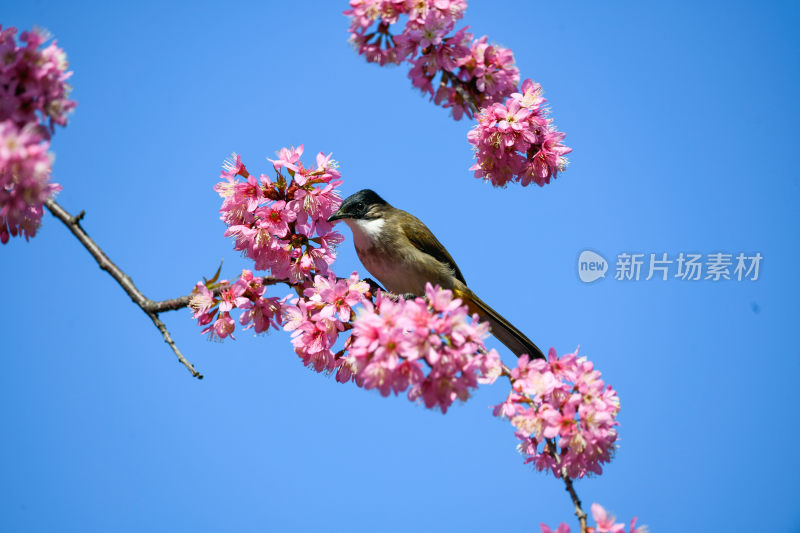 樱花树上的小鸟