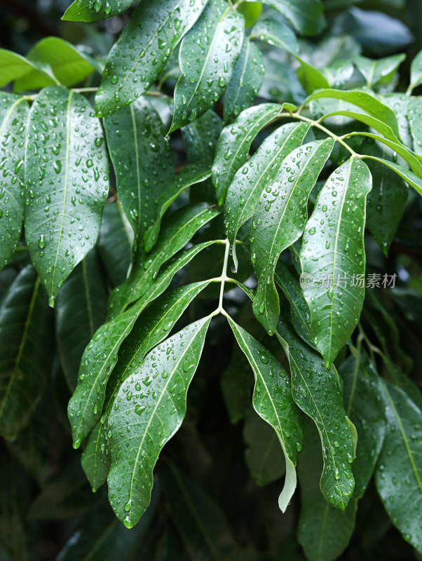 春天绿色的树叶叶子和上面的雨滴水滴露水