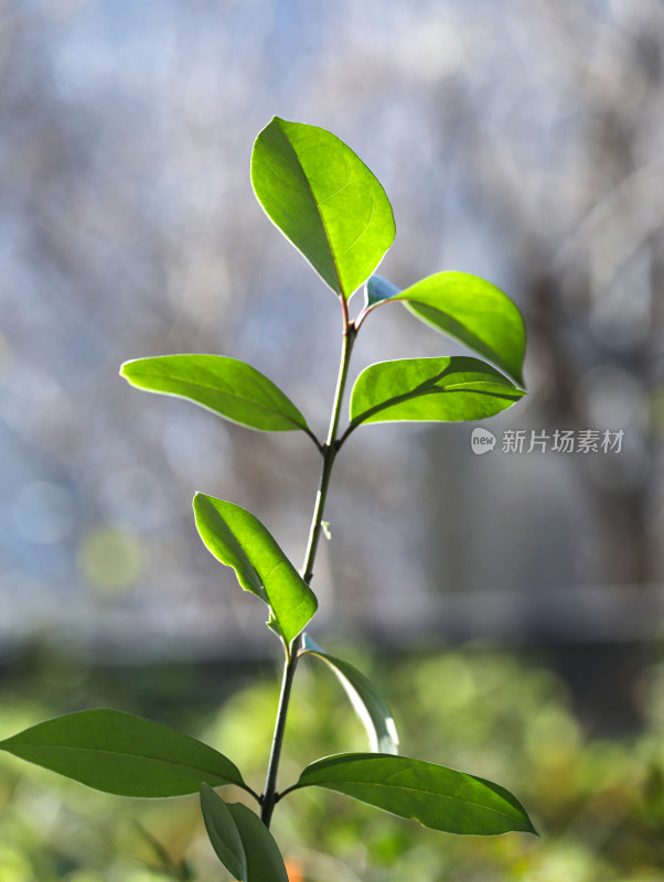 春天阳光下闪闪发光的绿色树叶叶子的风景