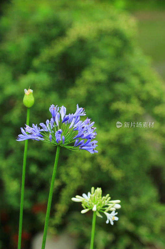 雨后欧石竹花