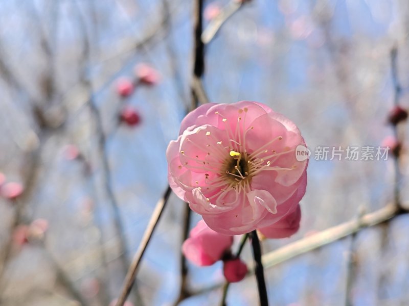 粉色梅花特写展示花蕊与花瓣