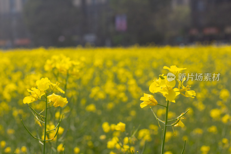 美丽的黄色油菜花田近景特写