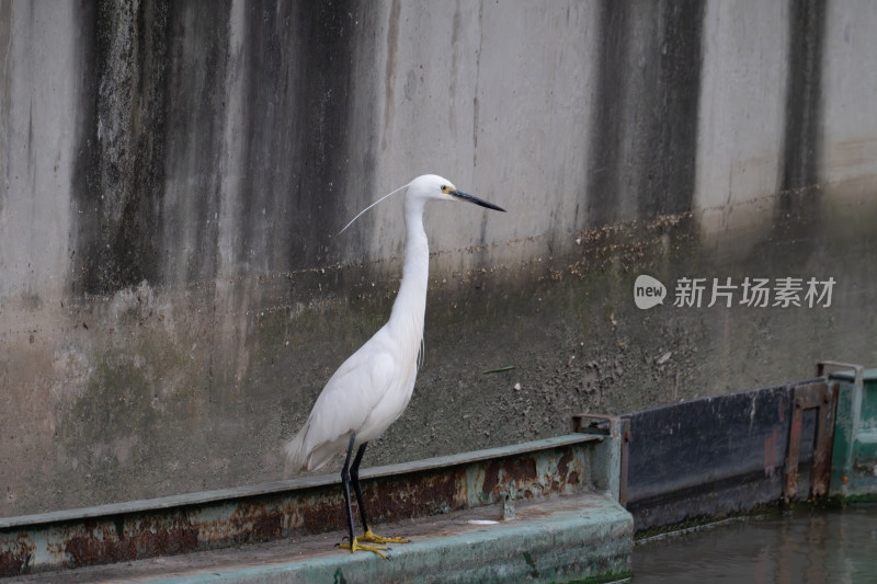 河道边的白鹭