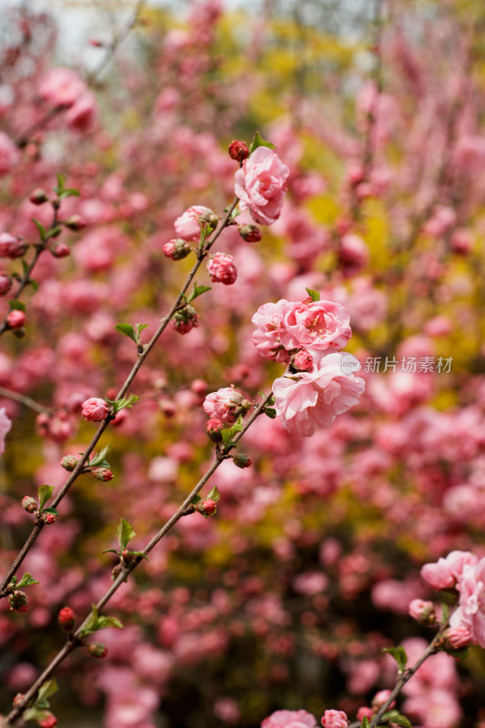 北京四得公园桃花树桃花