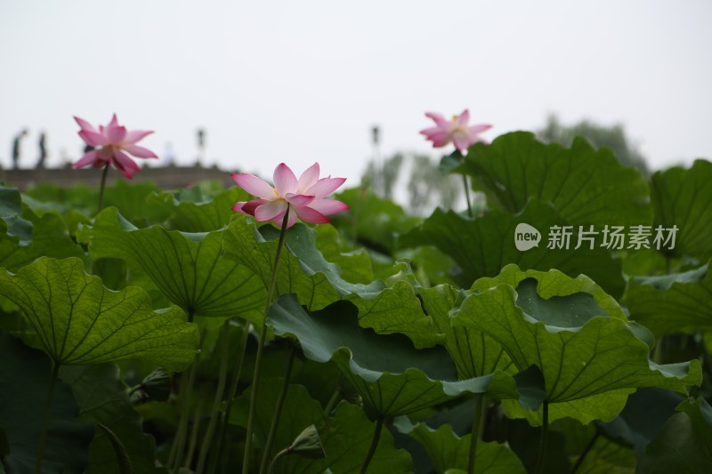 杭州风光 西湖风光