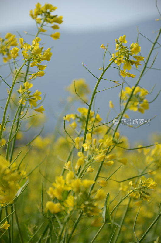 油菜花特写