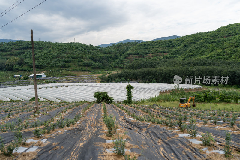 农业田顶天景观