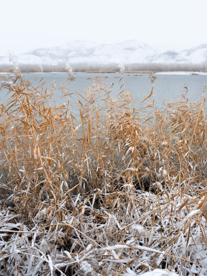 雪后芦苇荡