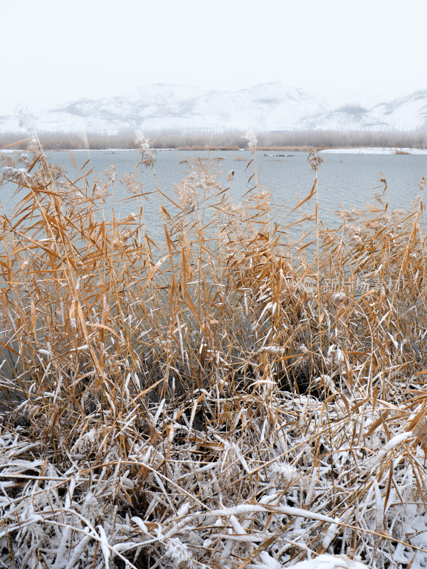 雪后芦苇荡