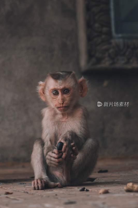 野生动物猴子