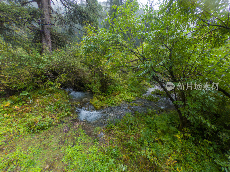 静谧的森林与湖景