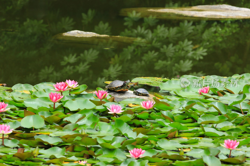 夏日莲塘的乌龟