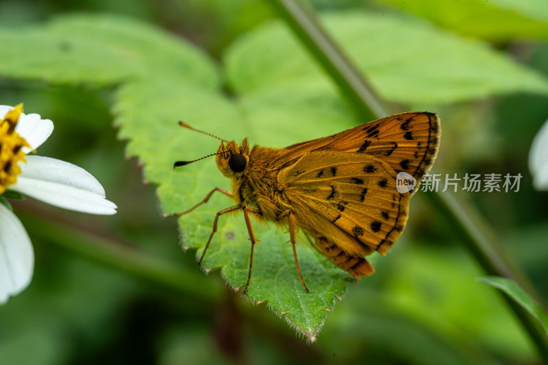 草丛中以花蜜为食的昆虫