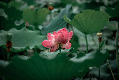 雨后荷花