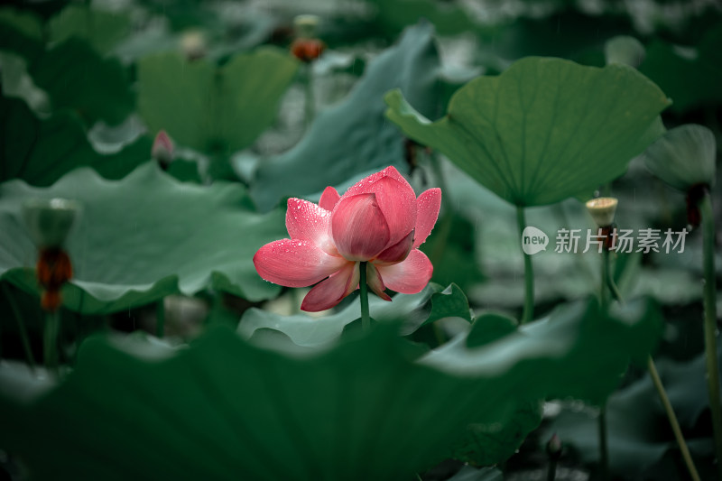 雨后荷花