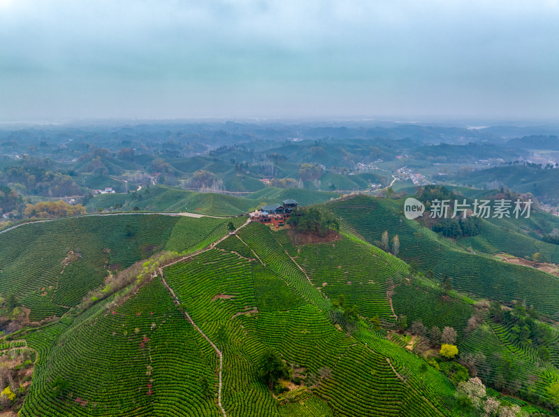 春季雨后清晨河南信阳文新茶村茶田航拍风光