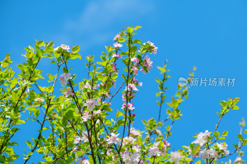 蓝天下的海棠花