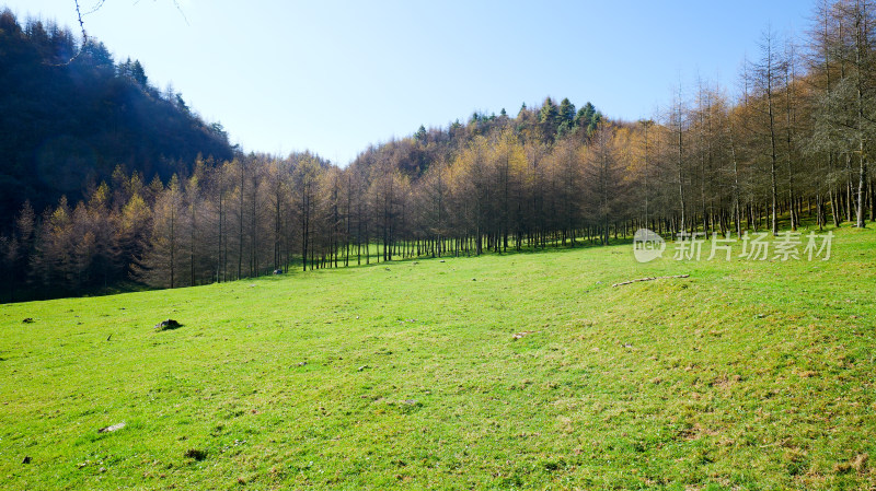 湖北恩施州大山顶林场水杉风景风光森林