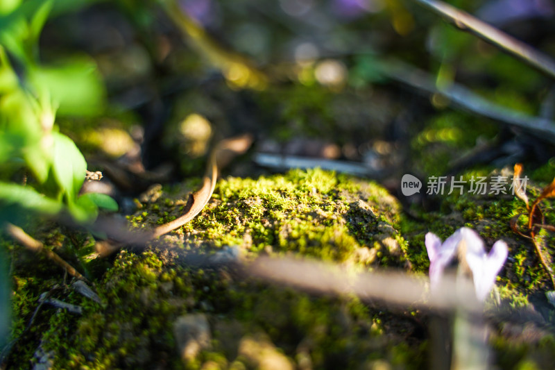 阳光下的苔藓草地