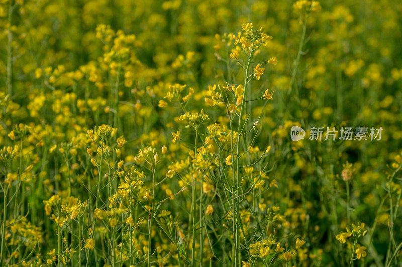 盛开的油菜花田