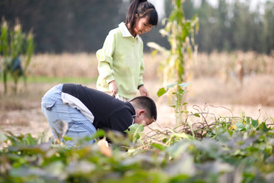 可爱的孩子在地瓜田里挖红薯