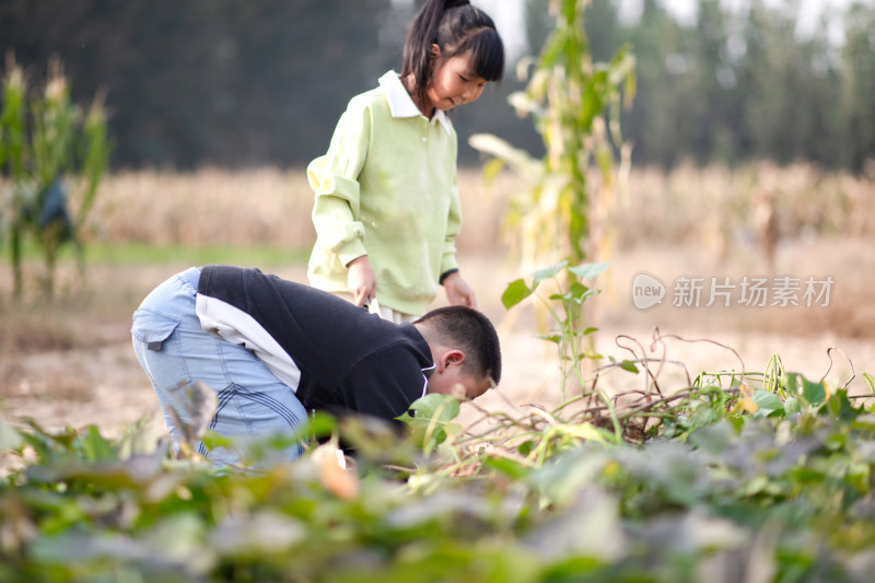 可爱的孩子在地瓜田里挖红薯