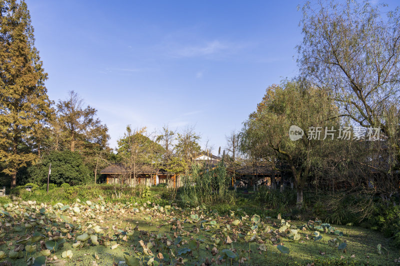 杭州西湖风景区曲院风荷风景