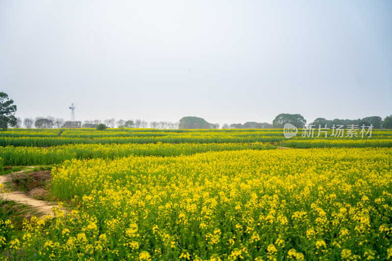 武汉东湖油菜花花海