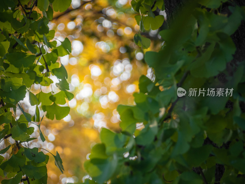 秋天树上的银杏叶的特写镜头