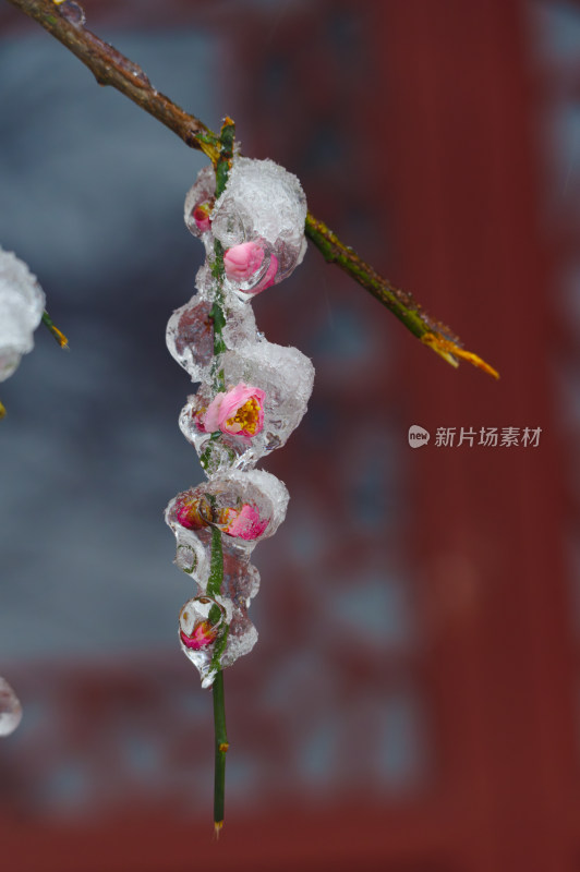 武汉东湖梅园雪中梅花盛开